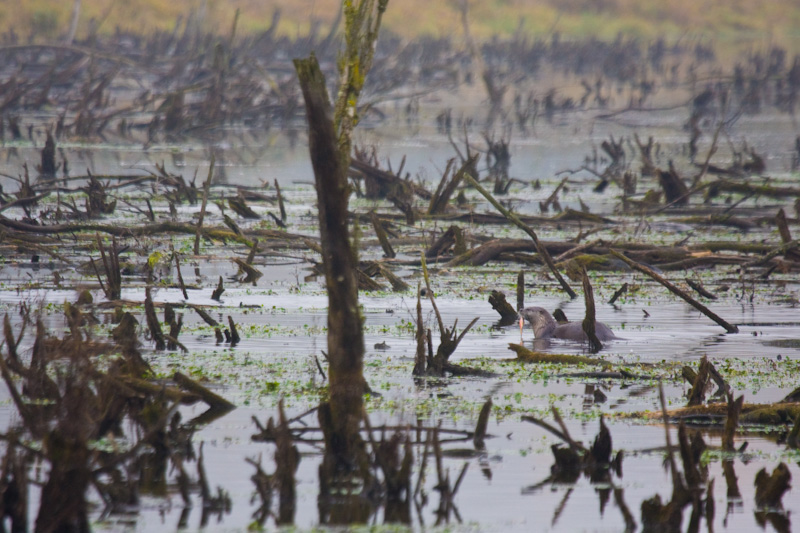 River Otter Eating Fish